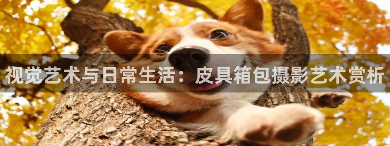 必一运动 b 体育素描版